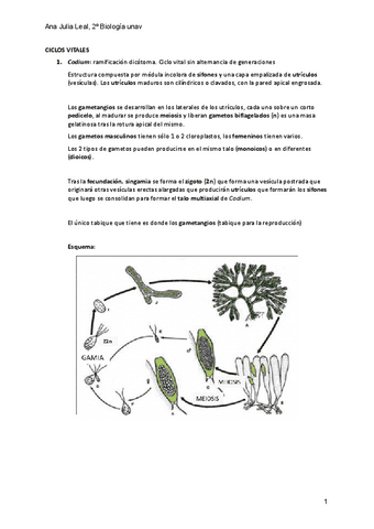 Ciclos-vitales-botanica.pdf