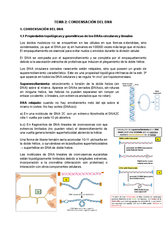 TEMA-2.1-CONDENSACION-DEL-DNA.pdf