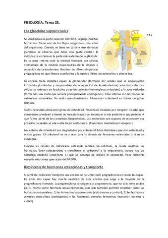 FISIOLOGÍA. TEMA 25..pdf