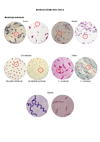 MORFOLOGIA-MICROSCOPICA.pdf