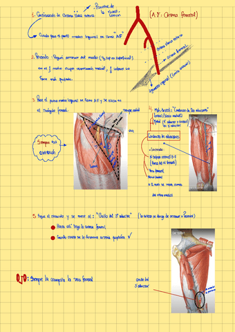 Arteria-femoral-y-ramas.pdf