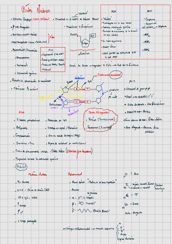 ACIDOS-NUCLEICOS.pdf