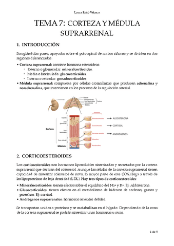 T.7-Corteza-y-medula-suprarrenal.-PDF.pdf