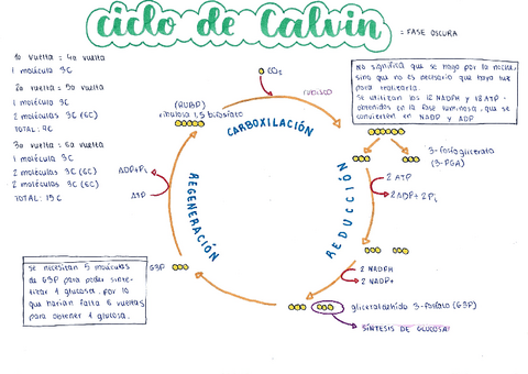BIO2-bach-ciclo-de-calvin.pdf