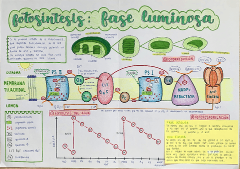 BIO2-bach-fotosintesis-fase-luminosa.pdf