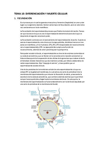 Apuntes-T10-diferenciacion-y-muerte-celular.pdf