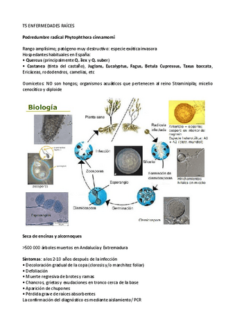 Resum-T5-patologia.pdf