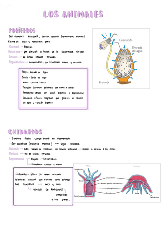 Apuntes-Biologia.pdf