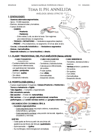 Tema-11-Ph-Annelida.pdf