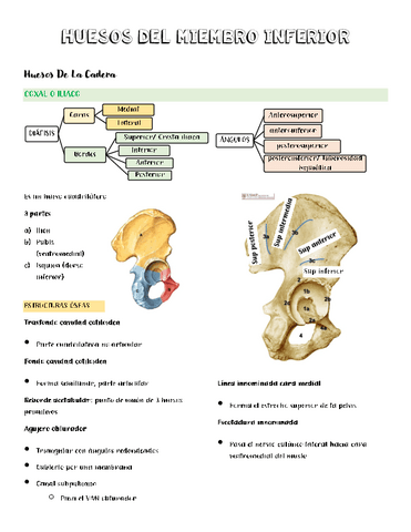 HUESOS-DEL-MIEMBRO-INFERIOR.pdf