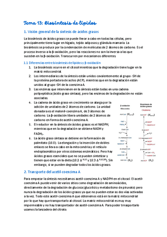 Tema-13-Biosintesis-de-lipidos-.pdf