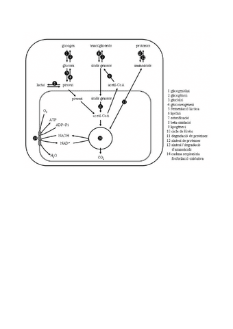 Esquema-metabolisme.pdf