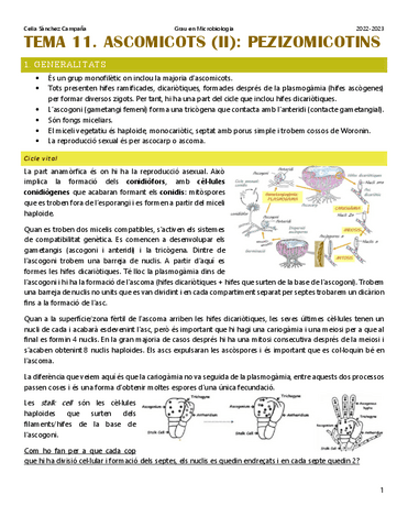 Tema-11.-Ascomicots-pezizomicotins-1.pdf