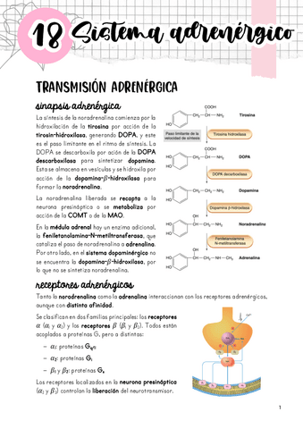 Tema-18.-Sistema-adrenergico.pdf
