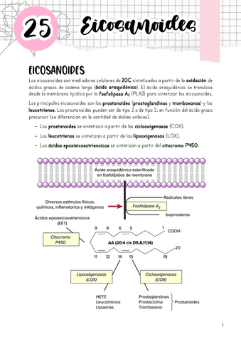 Tema-25.-Eicosanoides.pdf
