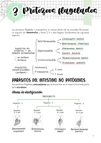 Tema-3.-Protozoos-flagelados.pdf