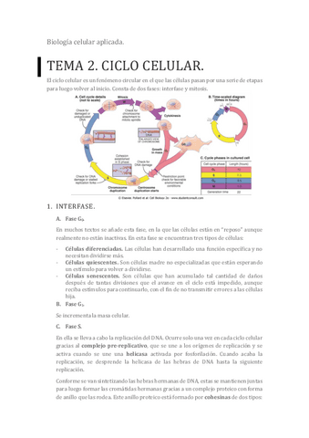 Tema-2-Ciclo-celular.pdf