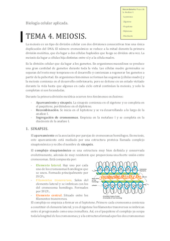 Tema-4-Meiosis.pdf