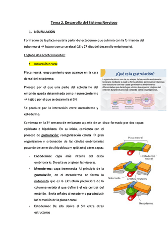 Tema-2.-Desarrollo-del-Sistema-Nervioso.pdf