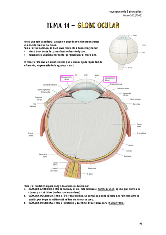 GLOBO-OCULAR.pdf