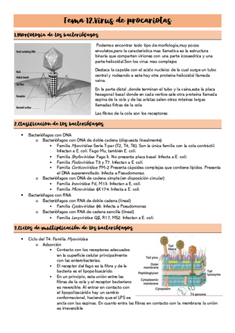 Tema-12.Virus-de-procariotas.pdf