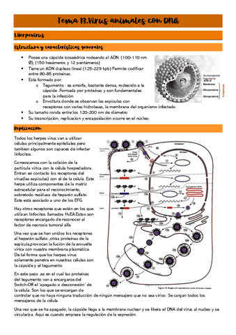 Tema-13.Virus-animales-con-DNA.pdf