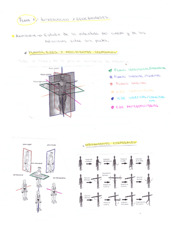Anatomia-1CAFYD.pdf