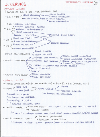 esquemas-nervios-inferior-jorgecobo.pdf