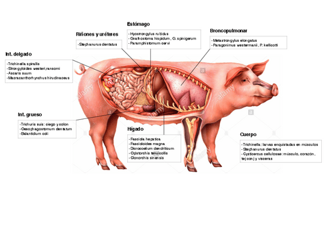 Parasitos-por-especie-y-organos-en-Dibujos.pdf