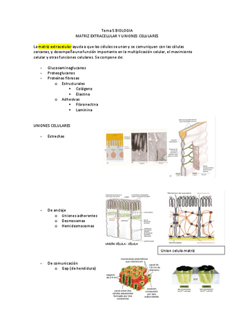 T5-matriz-extracelular-y-uniones-2022-12-29-122156.pdf