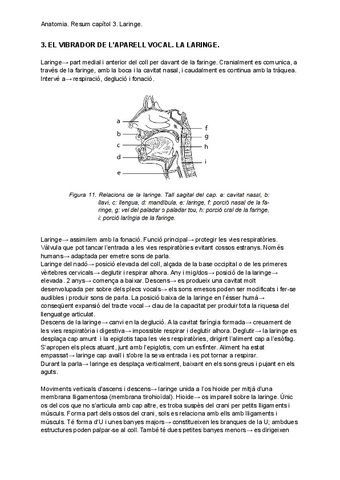 Anato.-Resum-Capitol-3.-Laringe.pdf