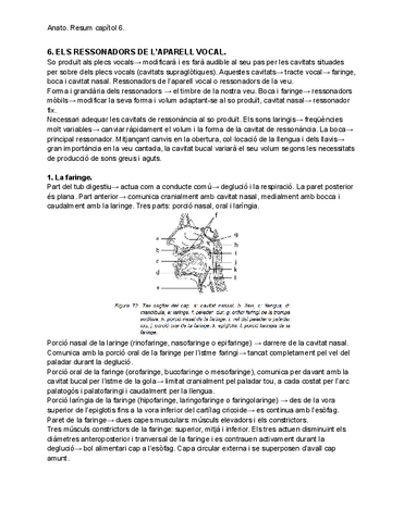 Anato.-Resum-capitol-6..pdf