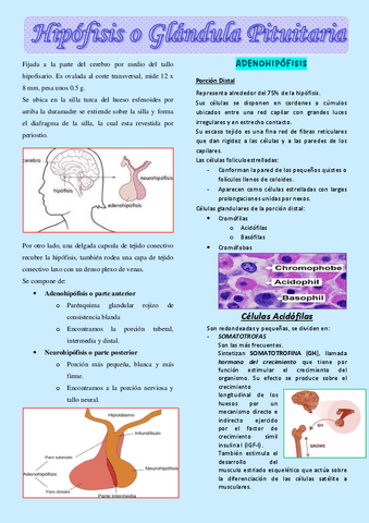 Histologia-de-la-hipofisis.pdf