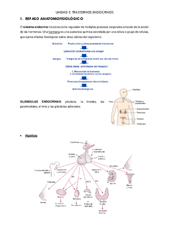 APUNTES-trastornos-endocrinos.pdf