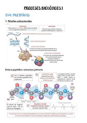 T14-Proteinas.pdf