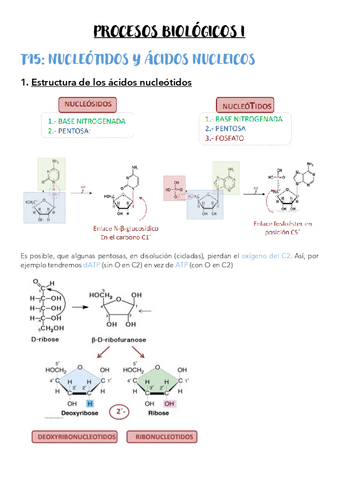 T15-Nucleotidos-y-acidos-nucleicos.pdf