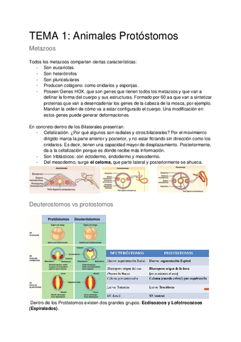 Apuntes-ZOOII.pdf