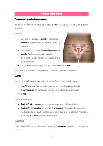 Tema-11.-Sistema-Reproductor.pdf