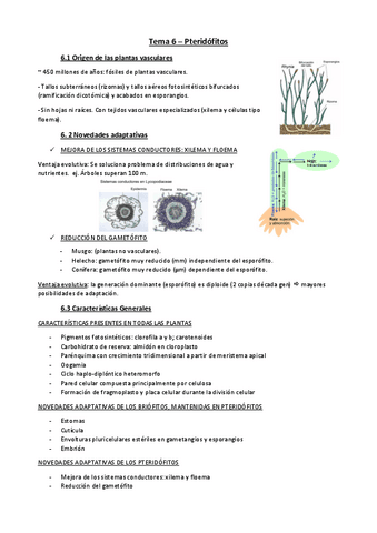 Tema-6-botanica.pdf