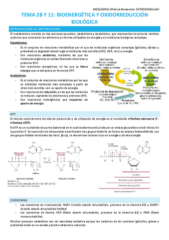 TEMA-11-y-2B-Bioenergetica-y-oxidorreducion-biologica.pdf