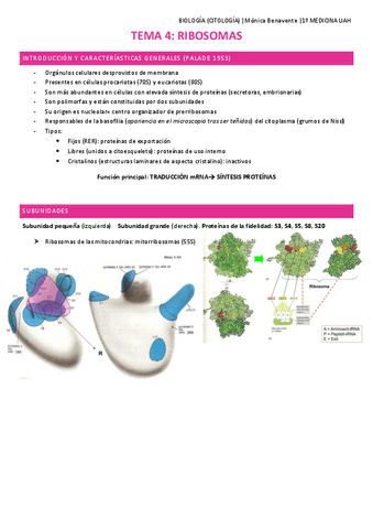 TEMA-4-Ribosomas.pdf