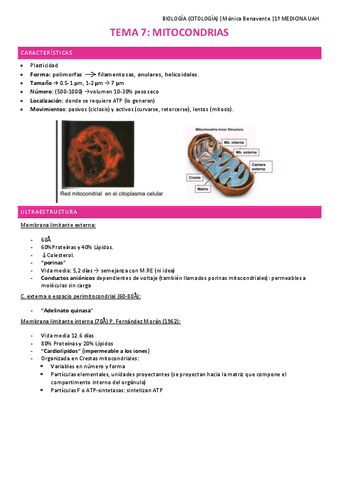 TEMA-7-Mitocondrias.pdf