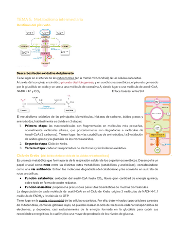 TEMA-5.-Metabolismo-intermediario.pdf