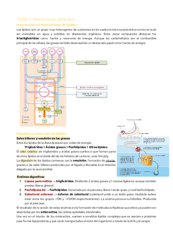 TEMA-6.-Metabolismo-de-lipidos.pdf