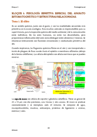 Bloque-3-Fisiologia-sensitiva-especial-del-aparato-estomatognatico.pdf