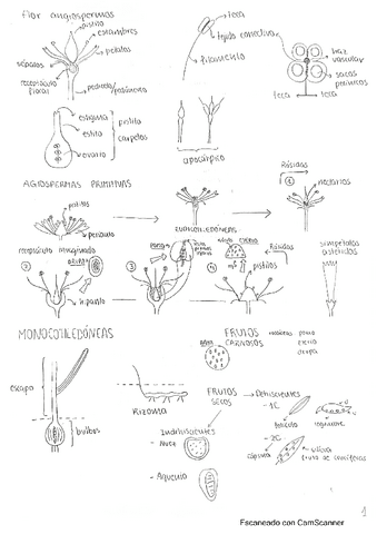 Dibujos-Botanica.pdf