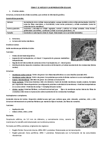 TEMA-7.-NUCLEO..pdf