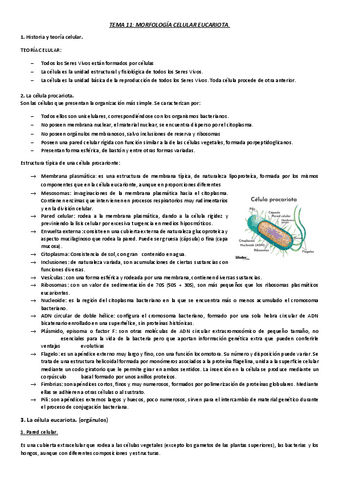 TEMA-11.-MORFOLOGIA-CELULAR..pdf