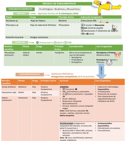 Drogas-SN-periferico-Autonomo-y-Somatico.pdf