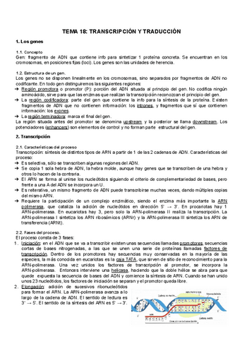 TEMA-18-Transcripcion-y-Traduccion.pdf